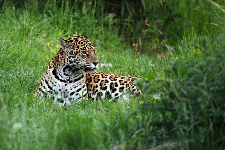 Jaguar Tour & Rio De Janeiro by Vaya Adventures - 0 reviews