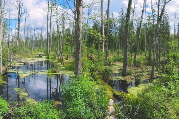 Hiking in beautiful and lush Bialowieza Forest in Poland