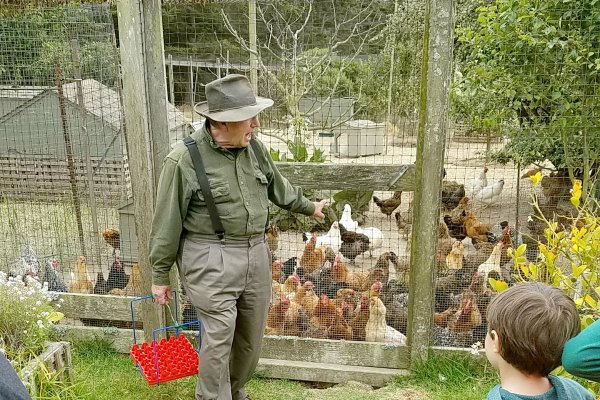 Gathering eggs at a Farmstay