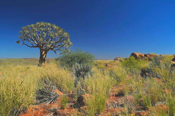 Kalahari Game Reserve botswana