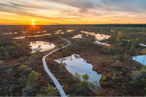 Aerial view of boardwalk through Great Kemeri National Park in Latvia