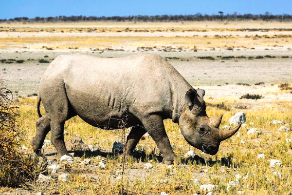 Rhino sanctuary in Botswana