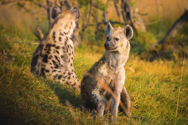 Hyenas in Moremi Game Reserve in botswana