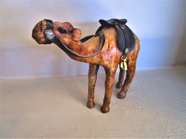 Camel from Tunisia