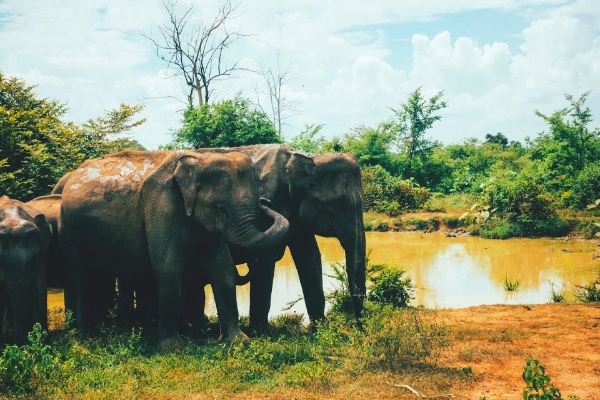 Elephants in Udawalawe National Park in Sri Lanka