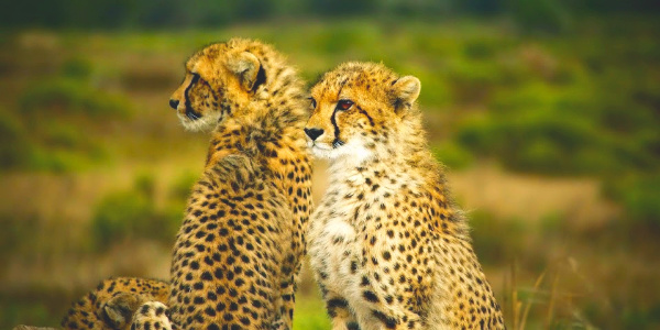 Cheetah sighting on african safari