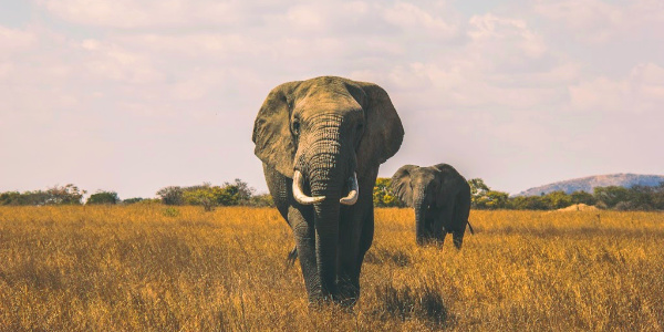 Elephants spotted on afrian safari