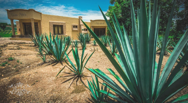 Agave plants at ranchero in Mexico