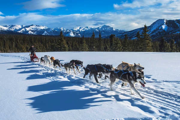 Dog sledding in Alaska, top tour activity