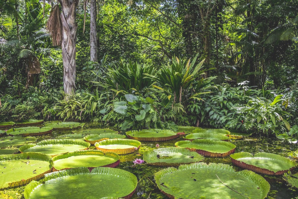 Amazon in Brazil