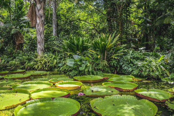Amazon rainforest lily pads