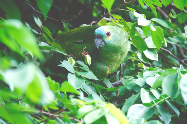 Parrot in the Amazon