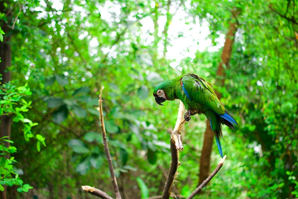 Amazon Rainforest parrot