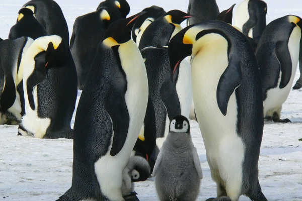 Penguins in Antarctica 