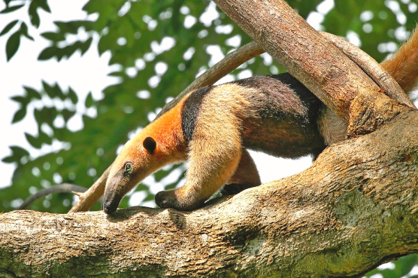 Anteater in tree in costa rica
