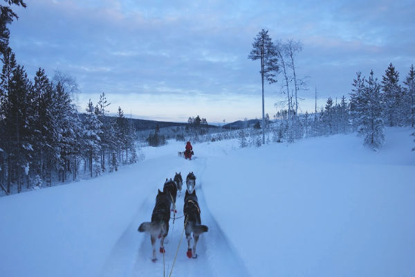 Dog sledding excursion at sunrise in Finland arctic circle