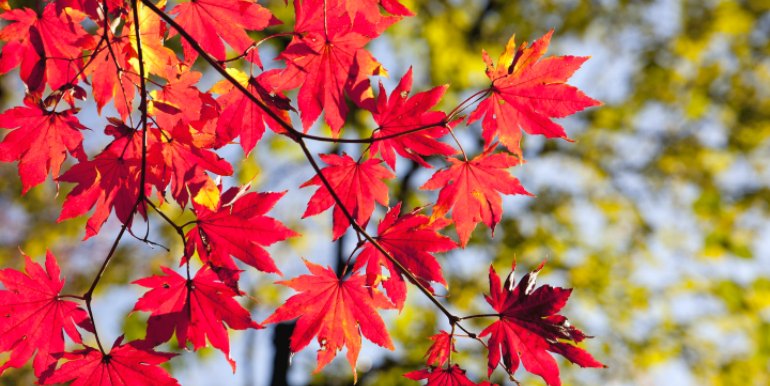 Bright red leaves in Autumn