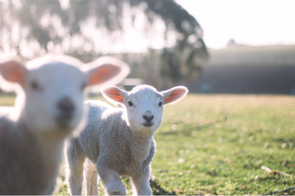 Baby sheep on farm in New Zealand