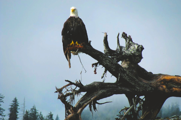 bald eagle in Alaska