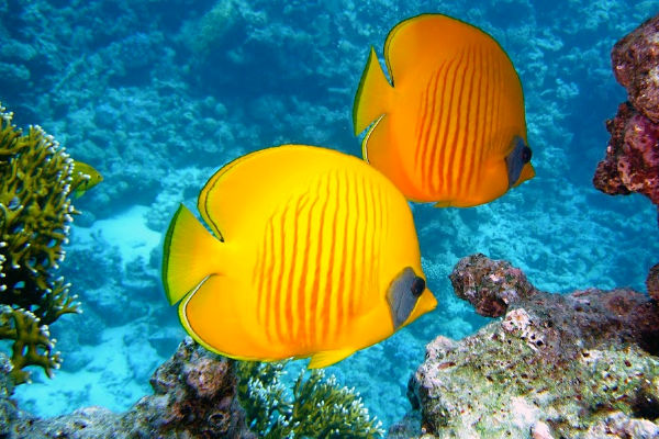 Bright orange fish in the Great Barrier Reef Australia