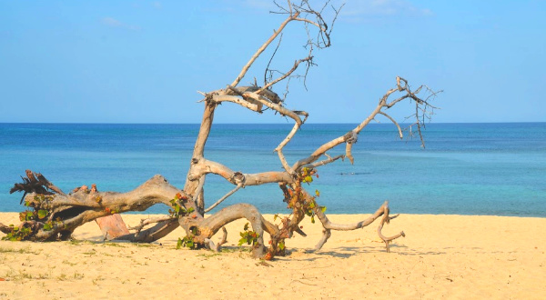 Branch on beach in the caribbean