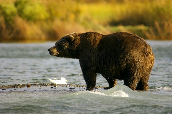 Bear sighting in Alaksa