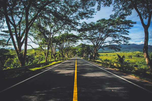 Tree lined road