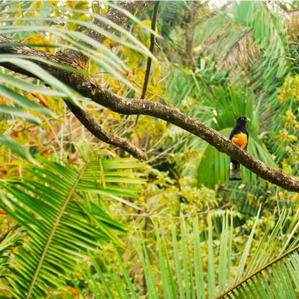 Birdlife in Costa Rica