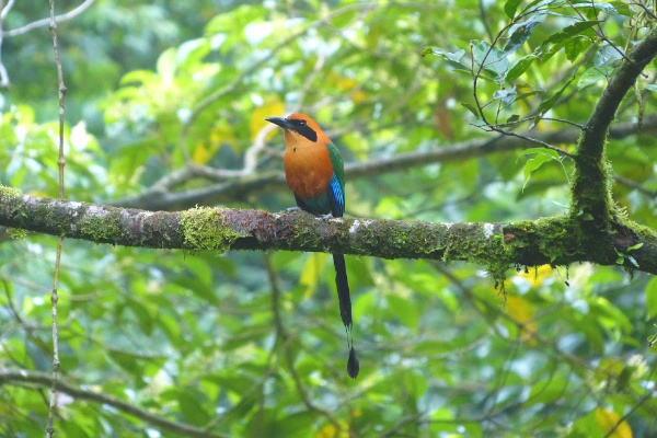 Costa Rica birding