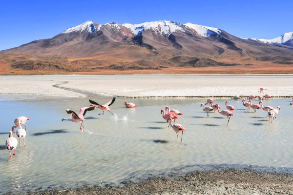 Flamingos in bolivia