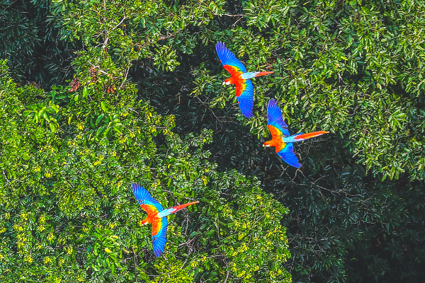 Bright macaws flying over amazon rainforest