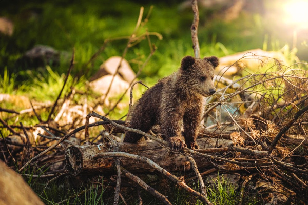 Brown bear cub in the wild