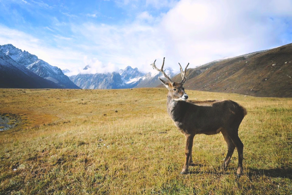 Caribou in Alaska