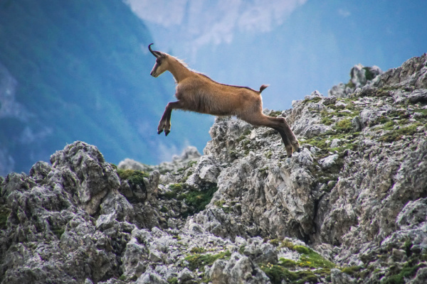 Wildlife in the Dolomites