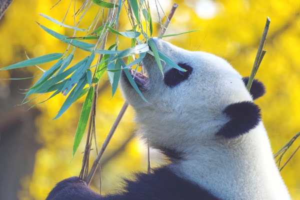 Panda bear eating bamboo in China