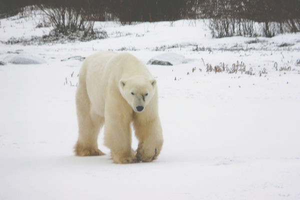 Churchill Canada polar bear sighting