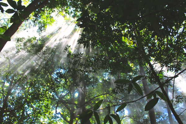 Sun filtered through the trees in costa rica
