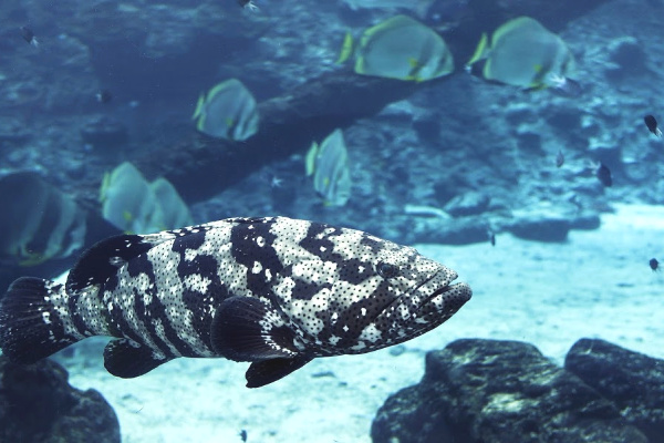 Cod in great barrier reef australia