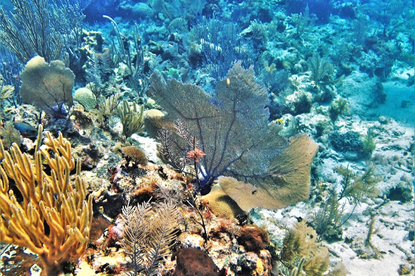 Blue Hole coral in Belize