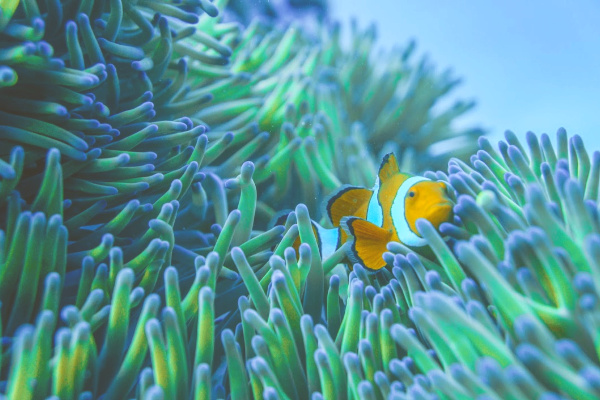Clown fish in the great barrier reef Australia
