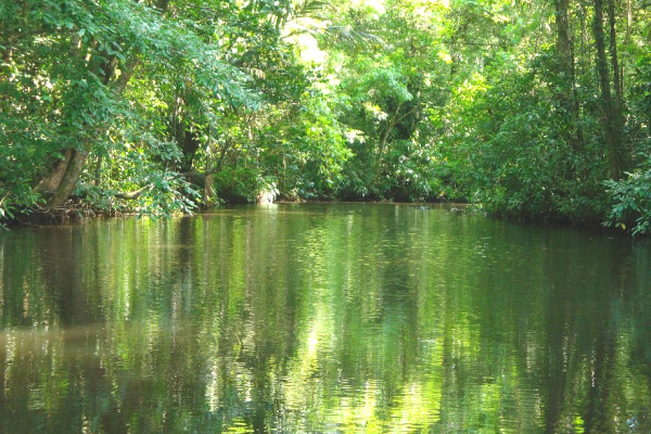 Green pond in Costa Rica