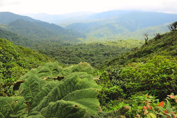 Forest in Costa Rica