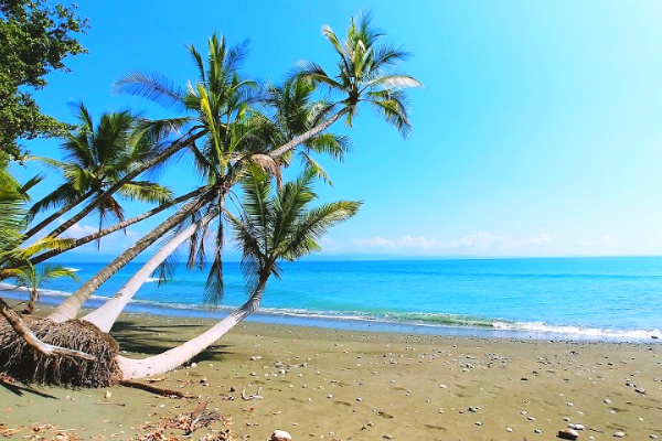 Palm trees and ocean in costa rica