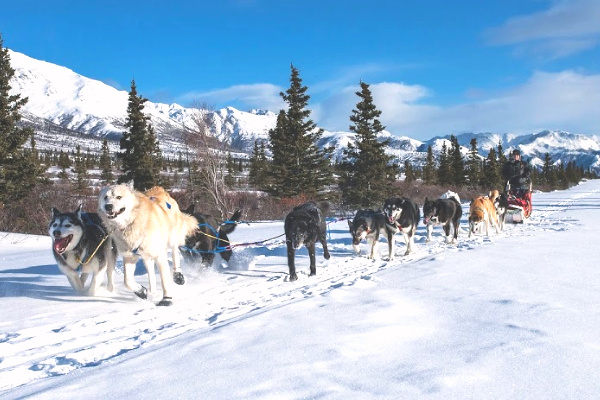 Dogsledding in Alaska