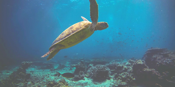 turtle spotted underwater on Ecotours trip