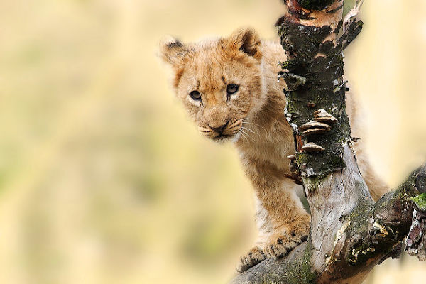 a lion cub sitting on a tree branch 