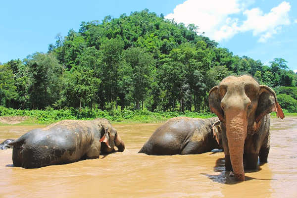 Elephant sanctuary in chiang mai thailand