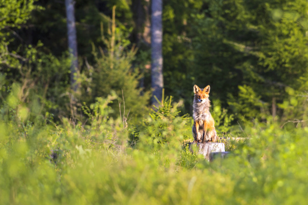 Wildlife in Estonia National Park