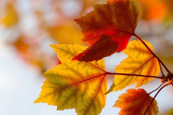 Autumn leaves New England United States