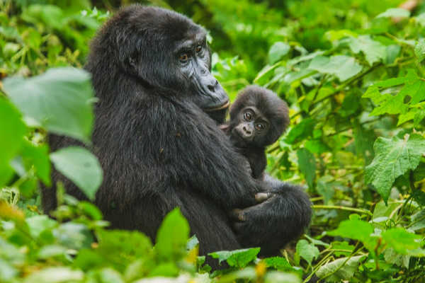 Gorilla mother and baby in Uganda